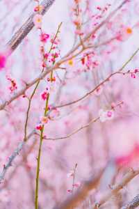 鄭州｜西流湖公園｜春日限定｜梅櫻共舞的浪漫奇遇