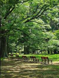 在東京代代木公園，與狗狗共度療癒時光