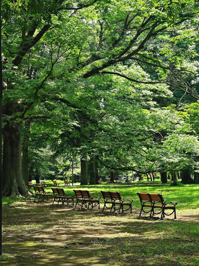 在東京代代木公園，與狗狗共度療癒時光