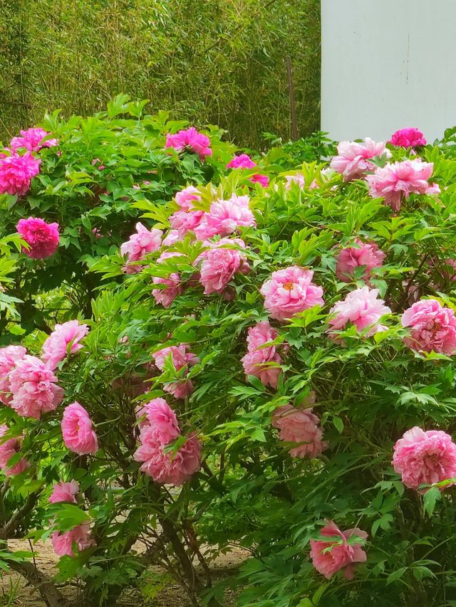 4.16實拍︱大觀園牡丹與紫藤同時在線
