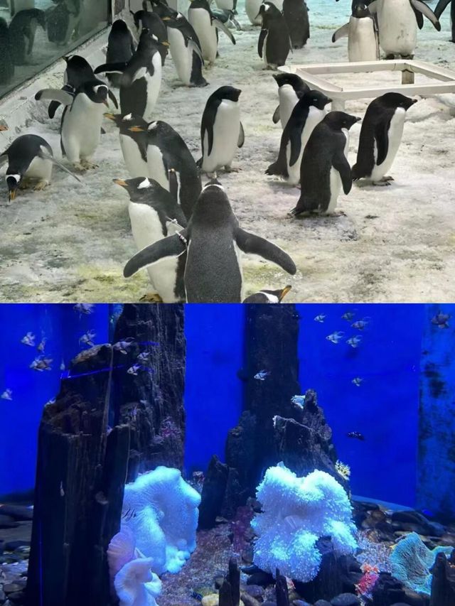 大連聖亞海洋公園旅遊