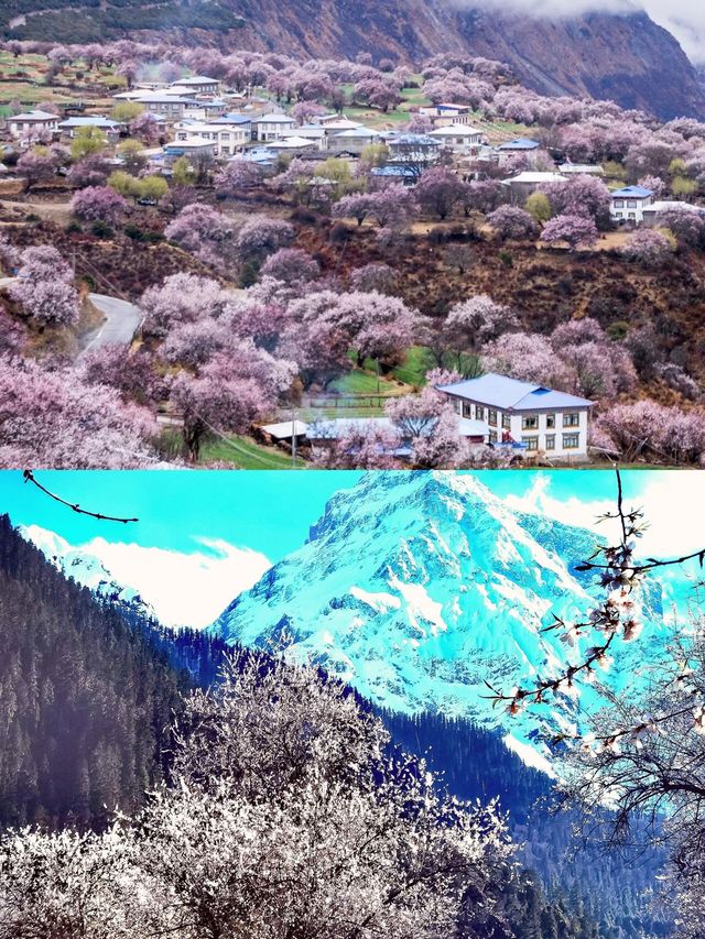 來西藏迎接你的"桃花"運吧！