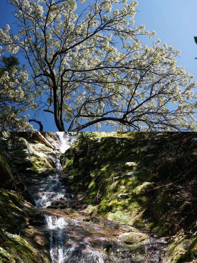 探秘福建金饶山：隱藏在大山深處的絕美風光