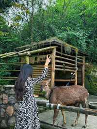 峨眉七里坪住童話森林樹屋偶遇大山精靈梅花鹿