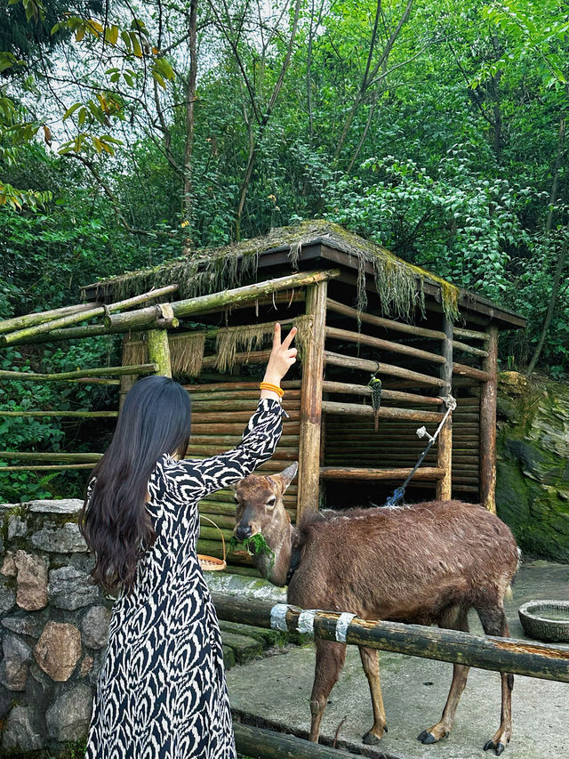 峨眉七里坪住童話森林樹屋偶遇大山精靈梅花鹿