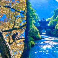 峨眉山：雲海佛光裡的仙境，一場身心的治癒之旅