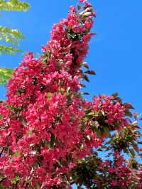 杭州私藏桃花源古林公園春日浪漫暴擊！