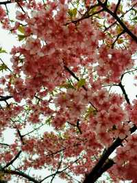 無錫南長街賞櫻一日遊 | 邂逅春日浪漫