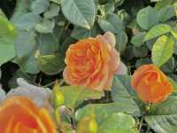 🌷香港花卉展 | 误入現實版莫奈花園