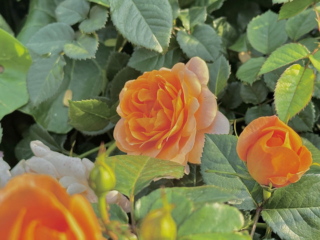 🌷香港花卉展 | 误入現實版莫奈花園