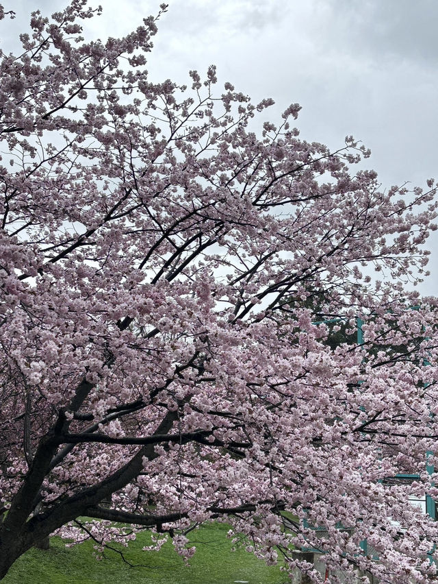 🌸札幌圓山公園 | 赴一場浪漫櫻雪之約