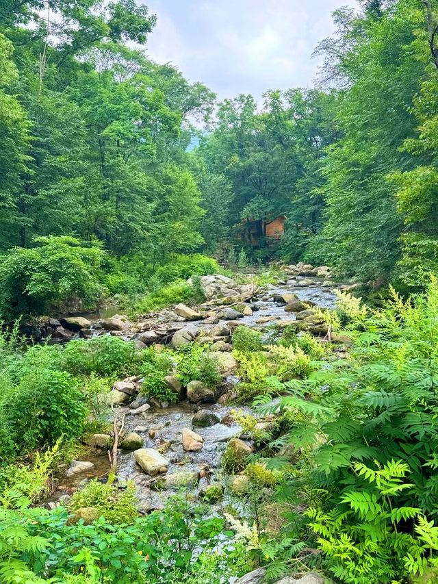 這不是熱帶雨林是吉林吉林！