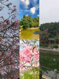 被阿爸阿媽讚爆！湛江4天3夜神仙賞花路線