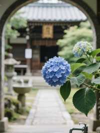 媲美日本！杭州永福寺繡球花，滿溢禪意之美