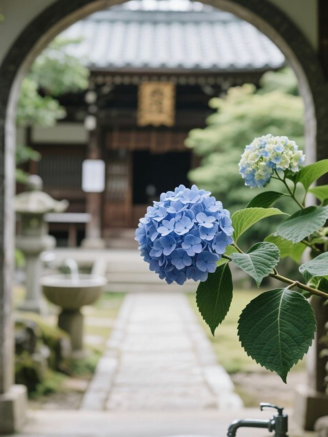 媲美日本！杭州永福寺繡球花，滿溢禪意之美