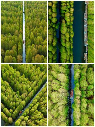 Green Wilderness × Wellness | Secret Guide to Jinhu's Three Gardens