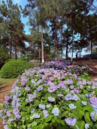 武漢中山公園：繡球花花海夢幻之境