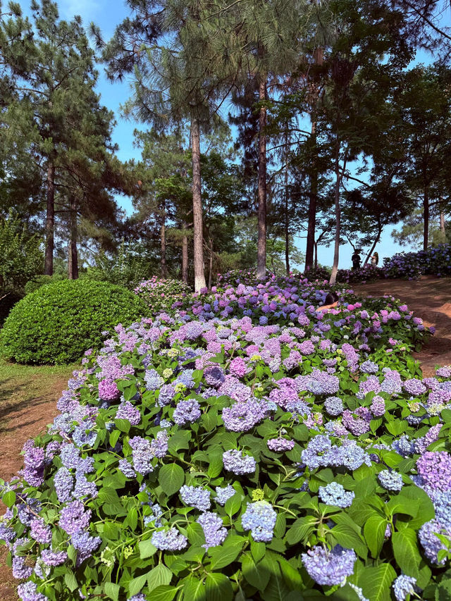 武漢中山公園：繡球花花海夢幻之境