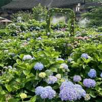 🌿【泰順筱村公社】繡球花花海實況🌸