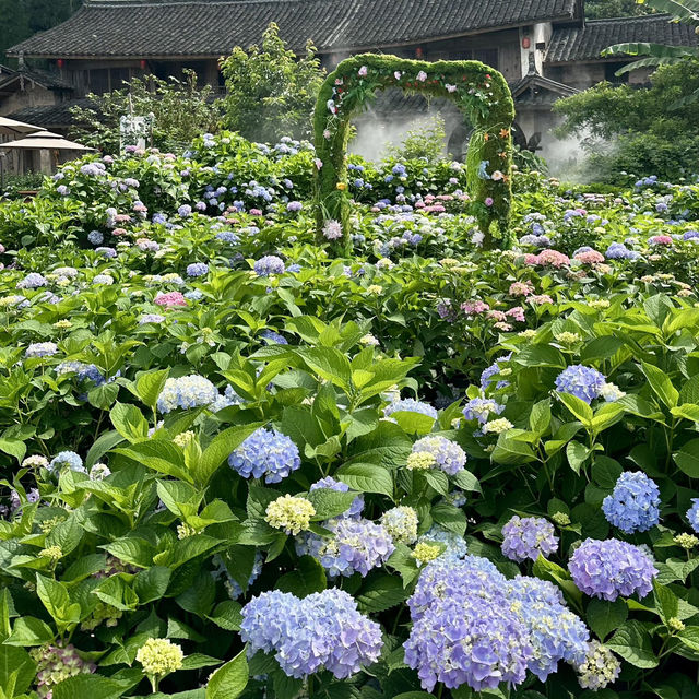 🌿【泰順筱村公社】繡球花花海實況🌸