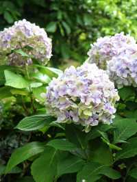 🌸濟州島山茶花之丘 | 繡球花的夢幻國度