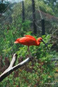 請收好這份限定攻略｜南京紅山森林動物園