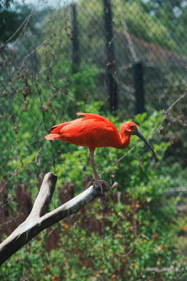 請收好這份限定攻略｜南京紅山森林動物園