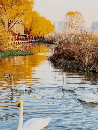 Swan Lake Travel Guide