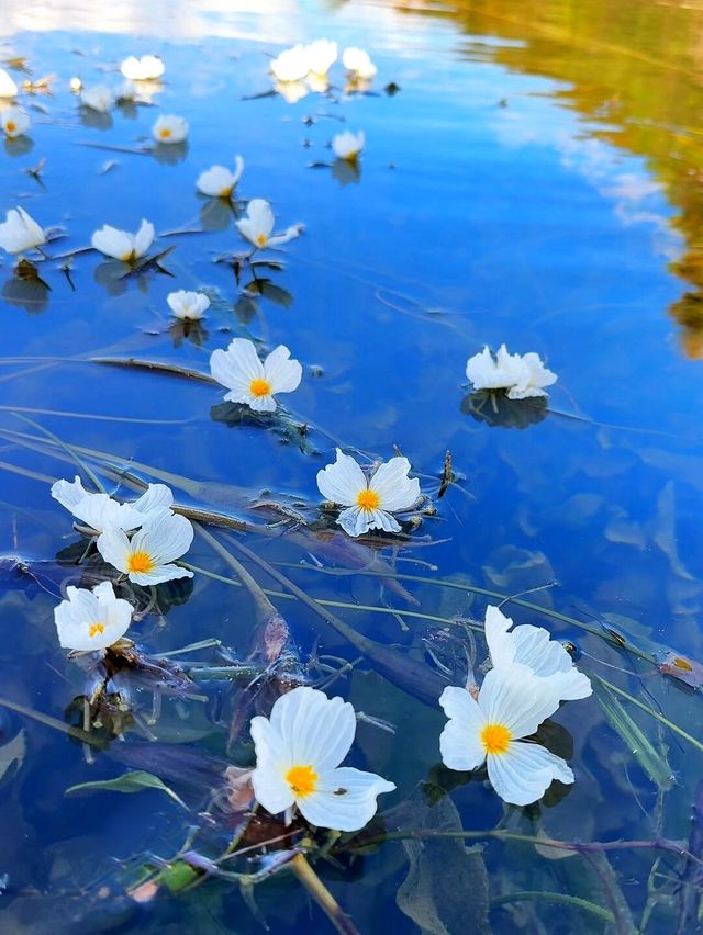 瀘沽湖實況｜本地人私藏嘅莫奈花園