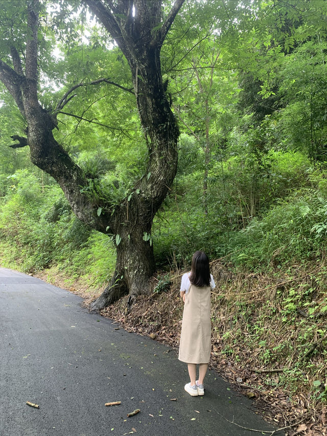百色探險記 | 維也納酒店→大王嶺露營