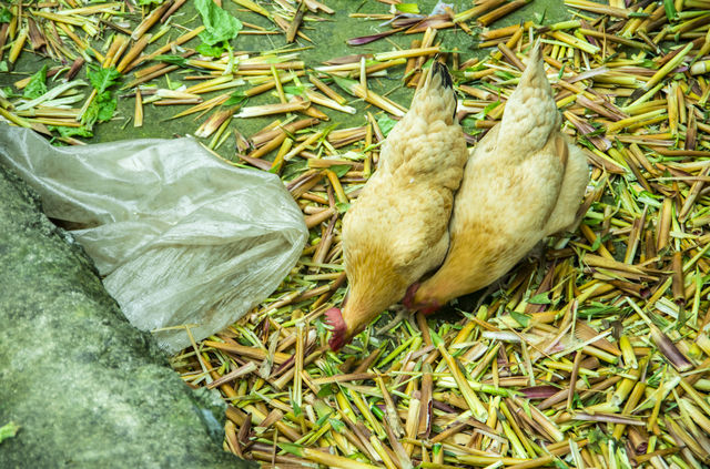 郴州仰天湖高山草甸，全網最全玩樂攻略