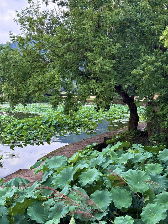 徽州呈坎皖南古鎮嘅夏日時光（附攻略