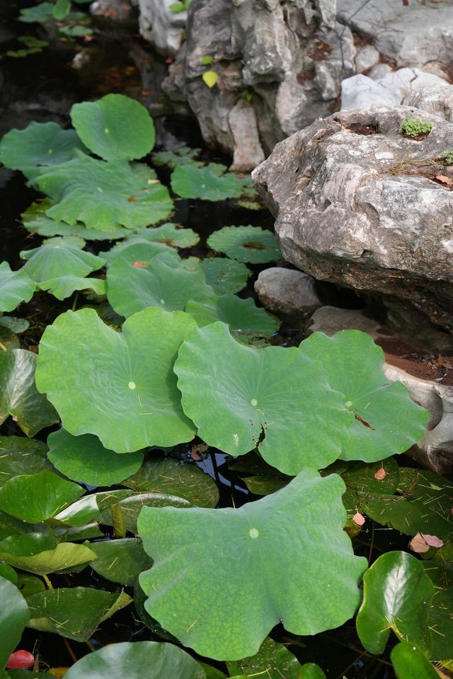 𝐓𝐫𝐚𝐯𝐞𝐥｜水城慢生活泰州 2 天 1 夜旅行攻略 - 最近“蘇超”真的太火了，下一場比賽的主
