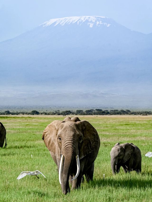 肯尼亞八天七晚Safari旅行流水賬