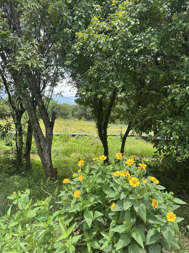 神農架帶寵物避暑遊｜一貓一狗的清涼假期