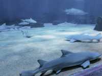 拍照絕美的重慶巴南漢海海洋公園