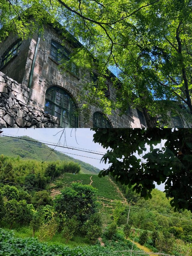 莫干山隱藏玩法大公開！避開人潮獨享整片竹海嘅神仙攻略