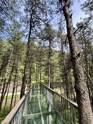 Breathing in the Verdant Realm—Huangling National Forest Park
