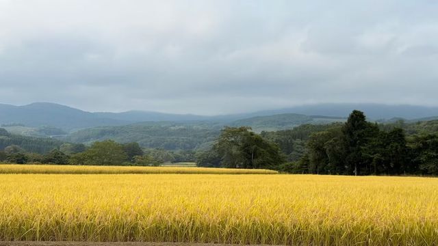 秋意漸濃的八幡平高原~ 秋意漸濃的八幡平高原~