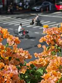 廣州塔賞花新視角