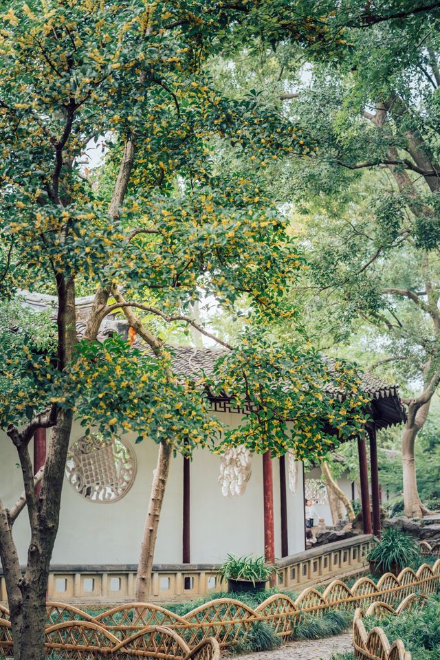 降溫了！我開始期待滄浪亭的桂花花窗……