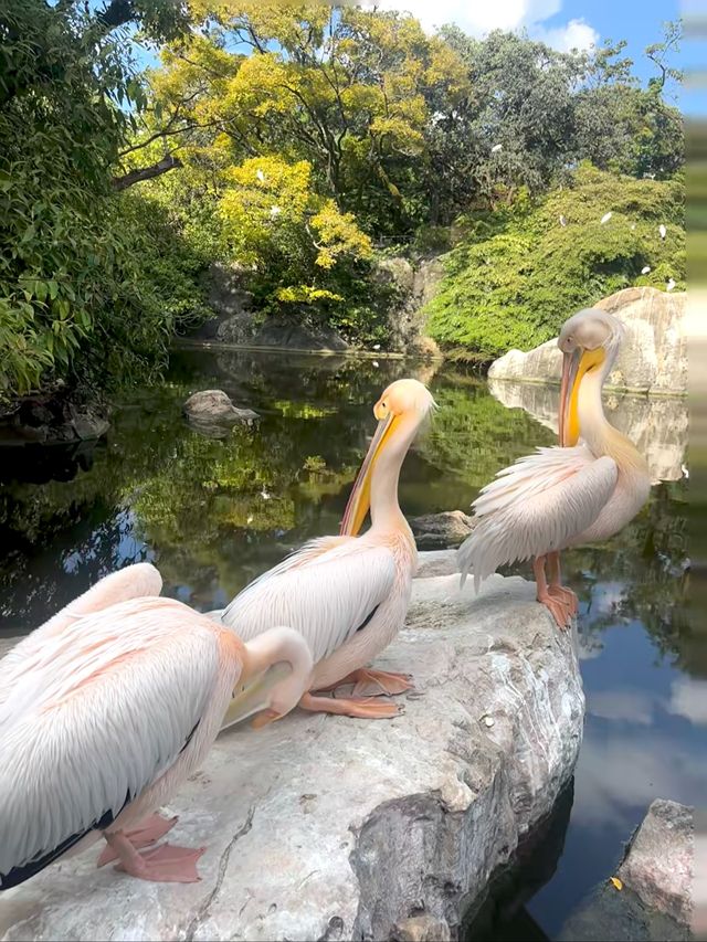 春城動物園奇遇記！20元看遍500種神奇動物！