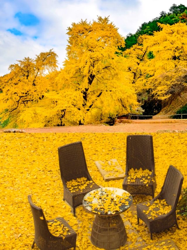 廣東賞秋天花板！11月去韶關帽子峰，邂逅金色浪漫