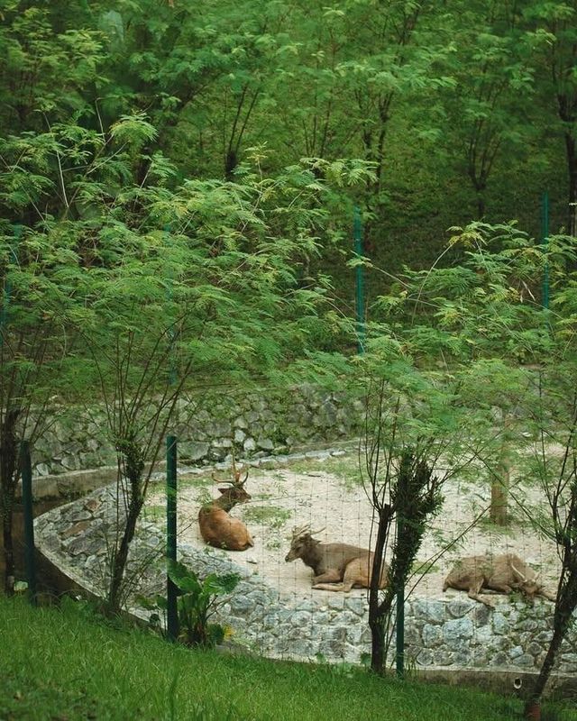 吉隆坡私藏！免費殖民風植物園+1h車程森林民宿，打工人週末躺