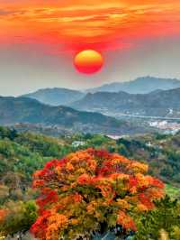 免費打卡崂山神清宮!千年底蘊+秋日紅葉頂流