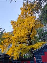 淄博白石洞11月遊玩攻略:邂逅千年銀杏之美