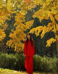 四得公園銀杏機位實拍|低角度這樣拍美炸了!