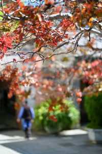 【大理私藏秘境｜穿越回300年前的銀杏書院】