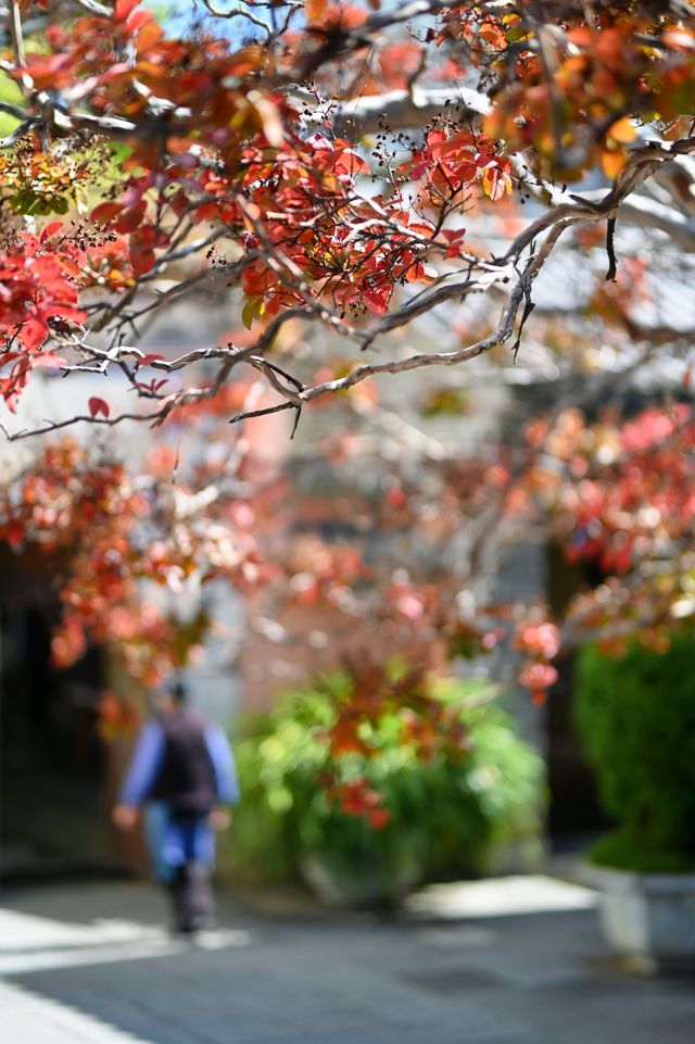 【大理私藏秘境｜穿越回300年前的銀杏書院】