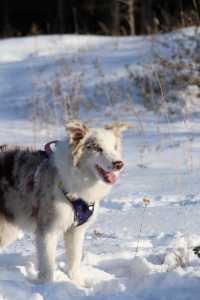 樺皮嶺踏雪：樺皮嶺會懲罰每一個不帶工具的人！